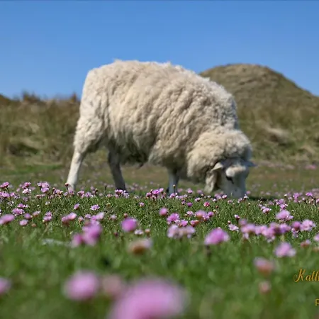 Im Haus Nordland Nordland, App85 Appartement *